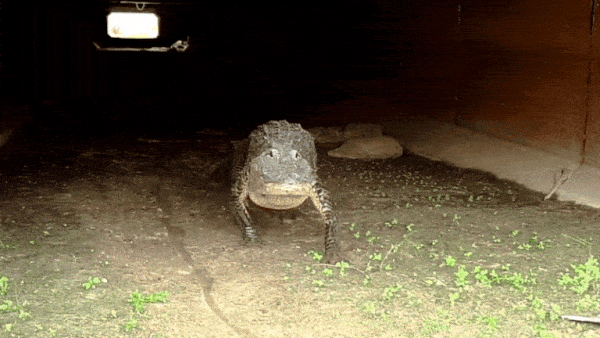 aligator gif